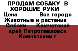 ПРОДАМ СОБАКУ  В ХОРОШИЕ РУКИ  › Цена ­ 4 000 - Все города Животные и растения » Собаки   . Камчатский край,Петропавловск-Камчатский г.